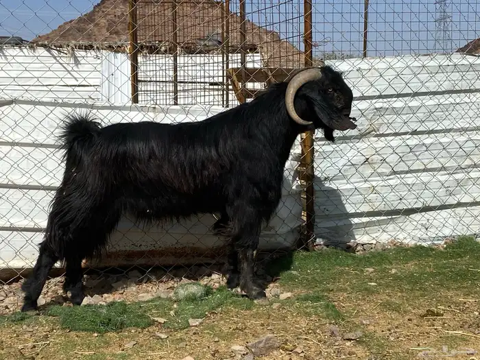 تيس قبرصي صنف اسود فحل فاخر 8