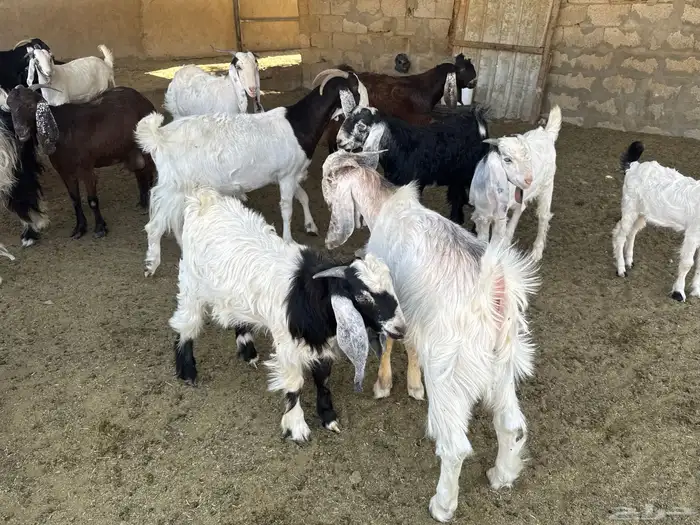 تيوس لبانيةموصلةلثلاجتك مقطع موزعة للبيع ومعزى بالخرج حياكم 6