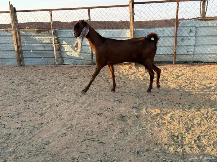 البيع عنز دافع في الخرج 4