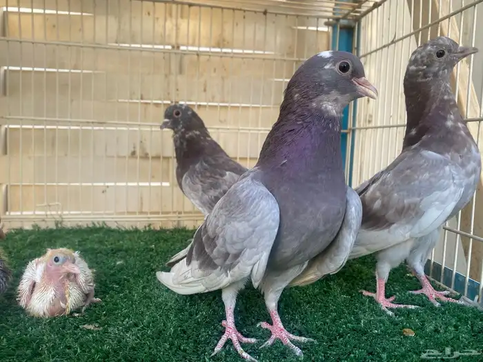 حمام صنعاوي اصايل 9