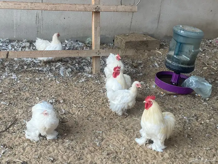 دجاج كوشن ثلاث أطقم البيع ل اعلى سعر 3