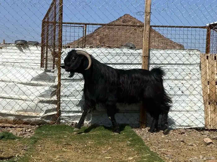 تيس قبرصي صنف اسود فحل فاخر 3