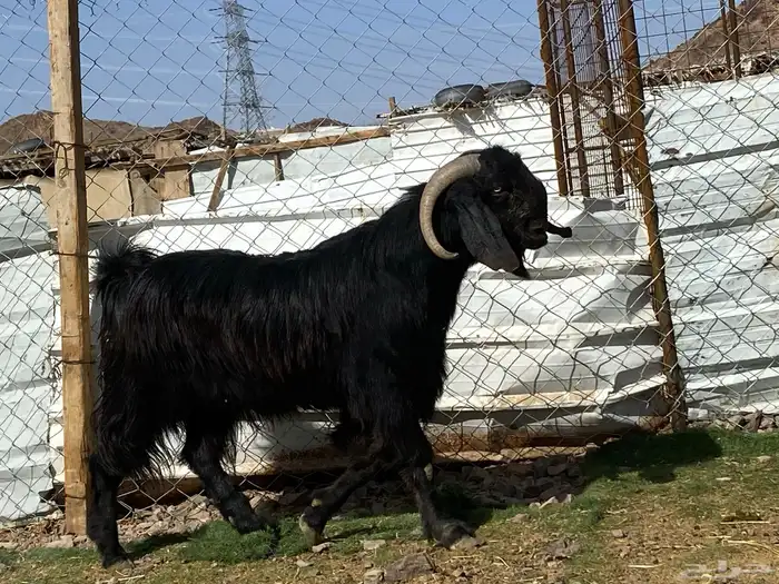 تيس قبرصي صنف اسود فحل فاخر 1