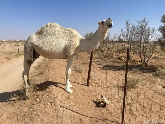 ناقه ضريبه نظيف شبب 6