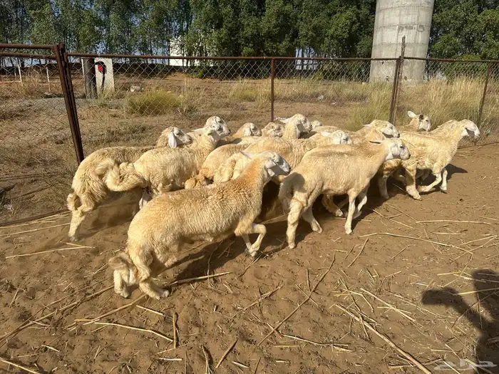 طليان حريه للمناسبات 2