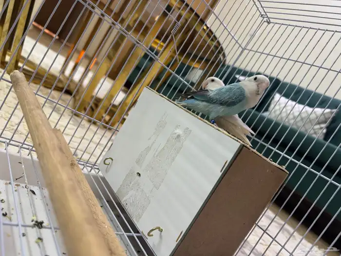 طيرو روز زوج كانو اليفين وفيهم خوف بسيط 5