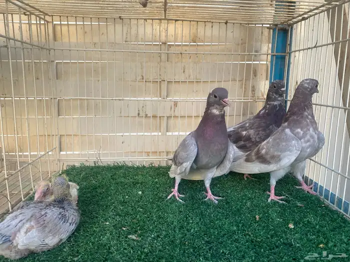 حمام صنعاوي اصايل 1