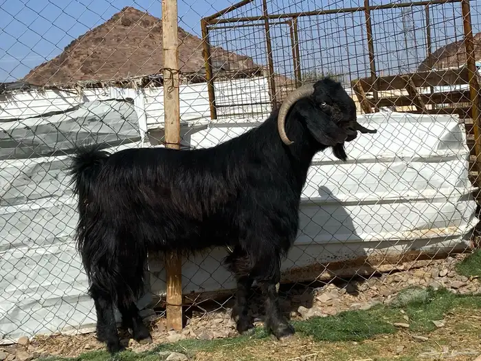 تيس قبرصي صنف اسود فحل فاخر 10