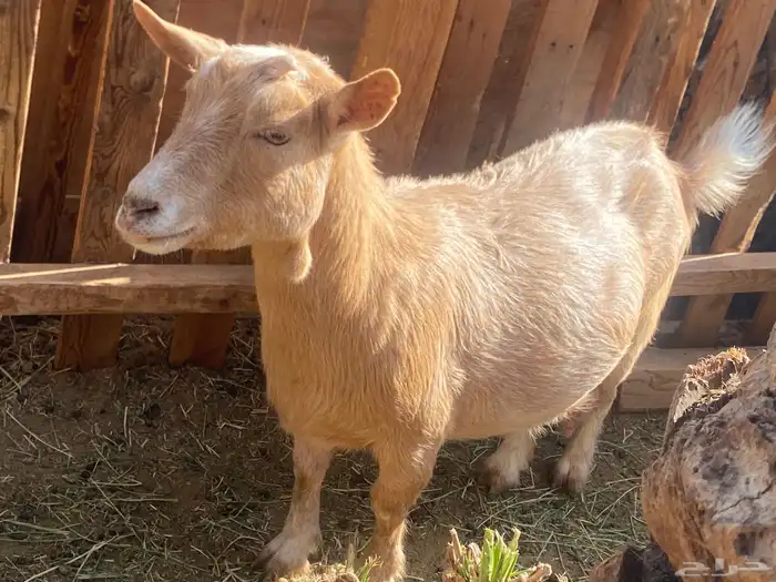 عنز قزمه منتجه وباذن الله مضرع 3