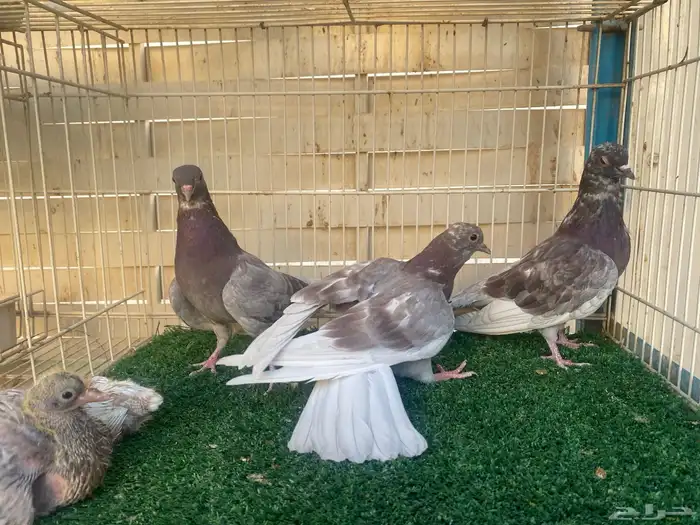 حمام صنعاوي اصايل 8