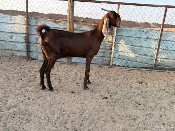 البيع عنز دافع في الخرج 1