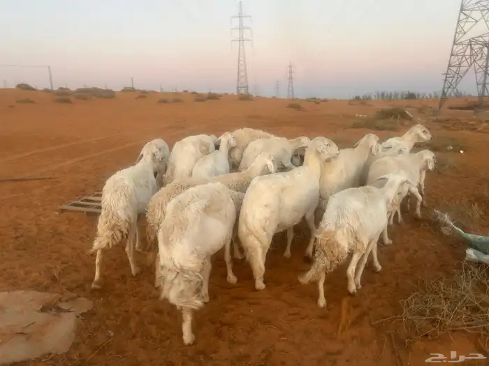 غنم نعيم دفيع 4