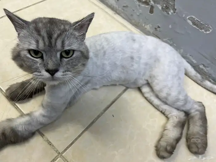 قط شيرازي ذكر اليف للتبني بدون تطعيم 1