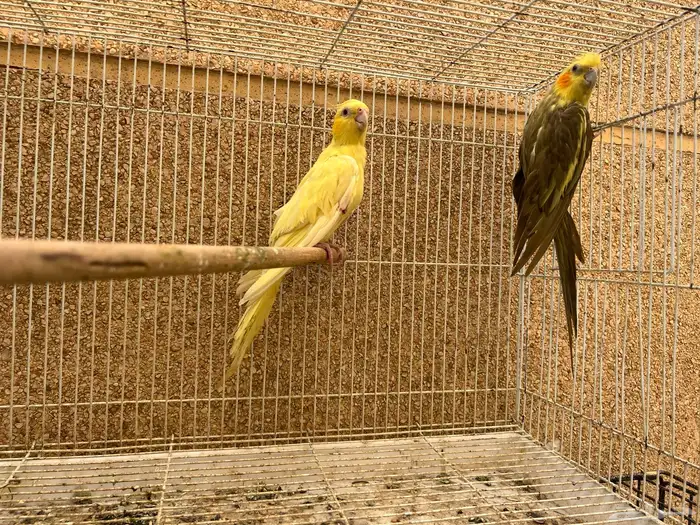 زوج كروان طفرة جينية نادرة 0