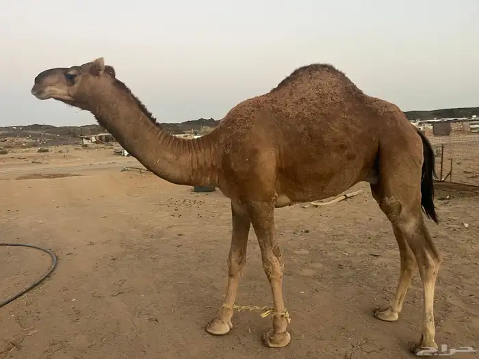 قعود احمر كناني 4