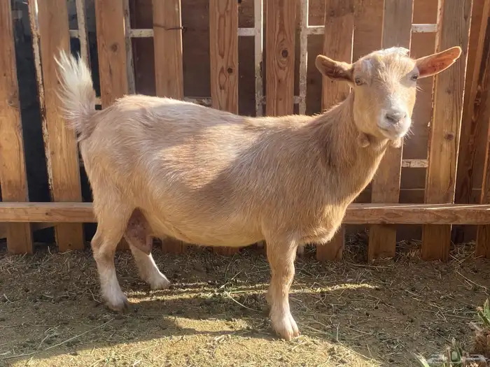 عنز قزمه منتجه وباذن الله مضرع 1