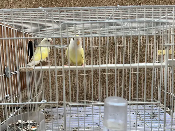 زوج روز أصفر اينو عيون حمراء 0