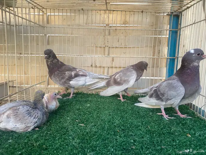 حمام صنعاوي اصايل 3