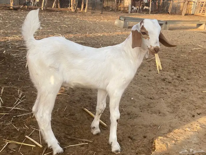 تيوس بيشيه فاخره 0