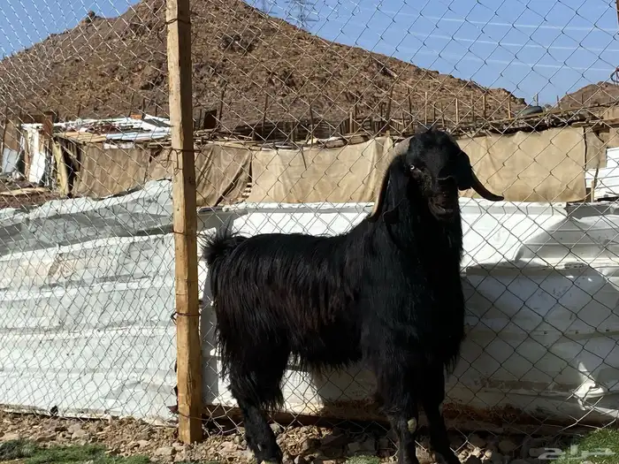 تيس قبرصي صنف اسود فحل فاخر 4