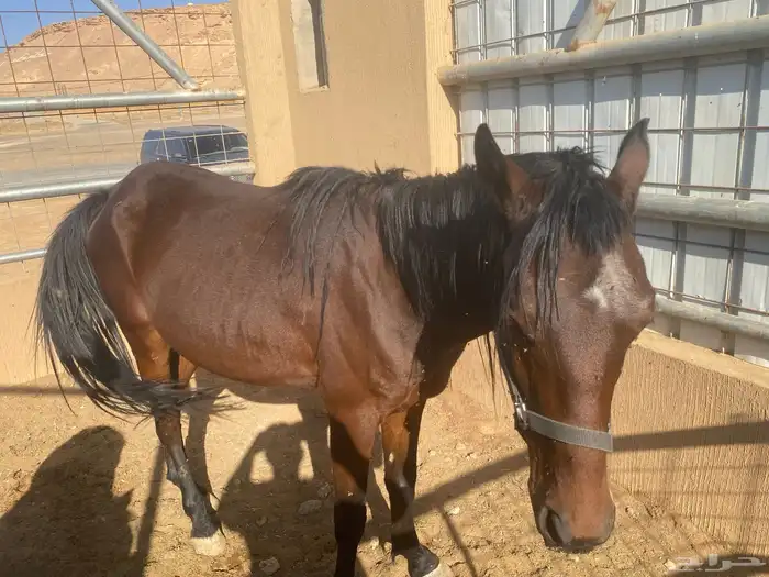 للبيع 2 أحصنه واحد سيسي البيع جمله او تفريد 6