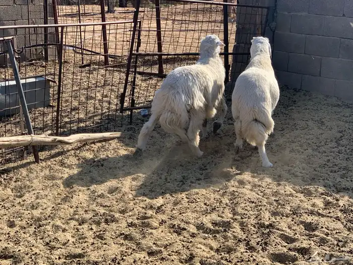 خرفان حريات 3