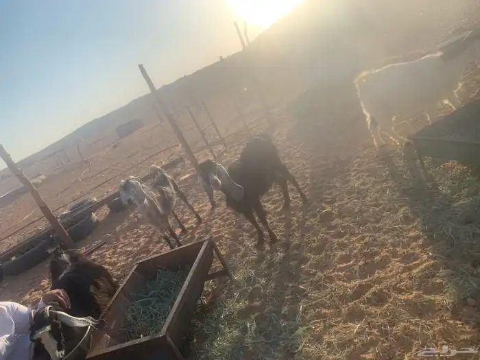 معزاء دفيع 4