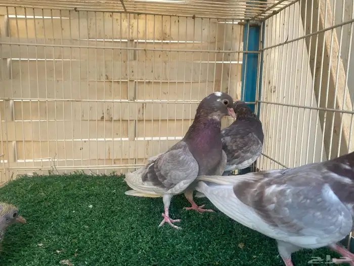 حمام صنعاوي اصايل 6