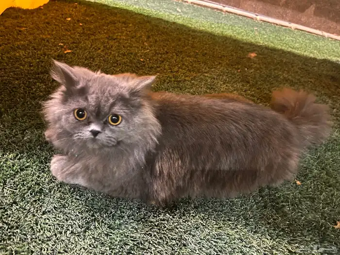 قط شرازي لتبني سليم 0