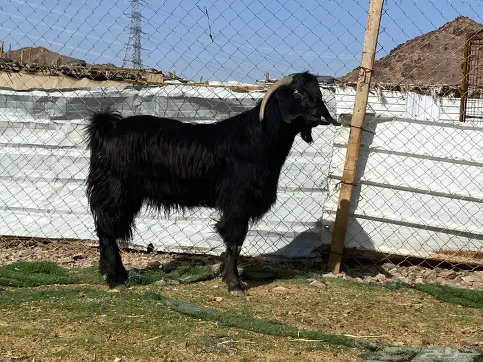 تيس قبرصي صنف اسود فحل فاخر 11