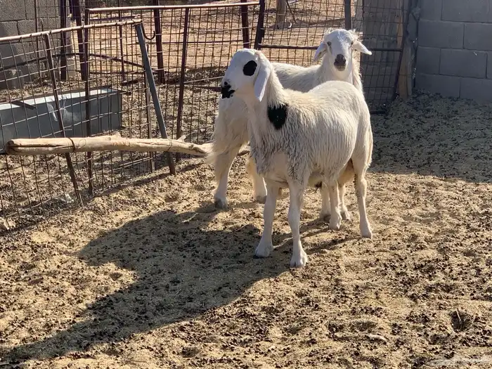 خرفان حريات 2