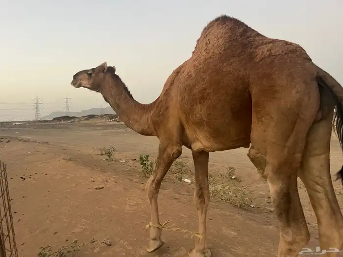 قعود احمر كناني 1