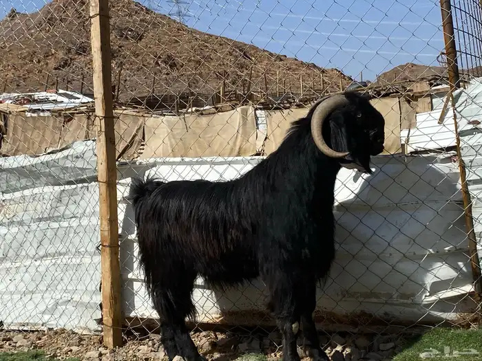 تيس قبرصي صنف اسود فحل فاخر 5