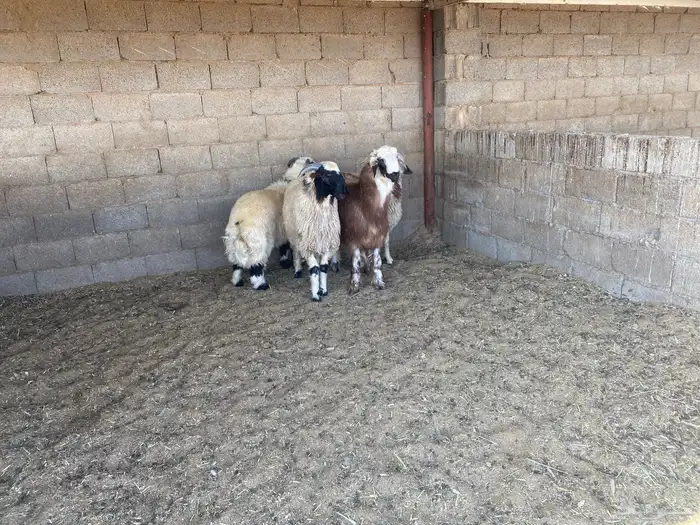 ذبائح نعيم 1