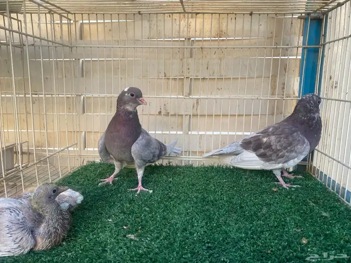 حمام صنعاوي اصايل 7