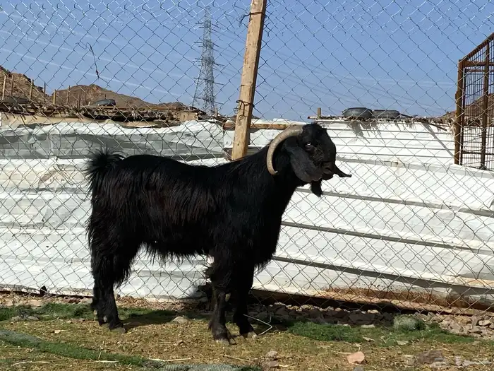 تيس قبرصي صنف اسود فحل فاخر 16