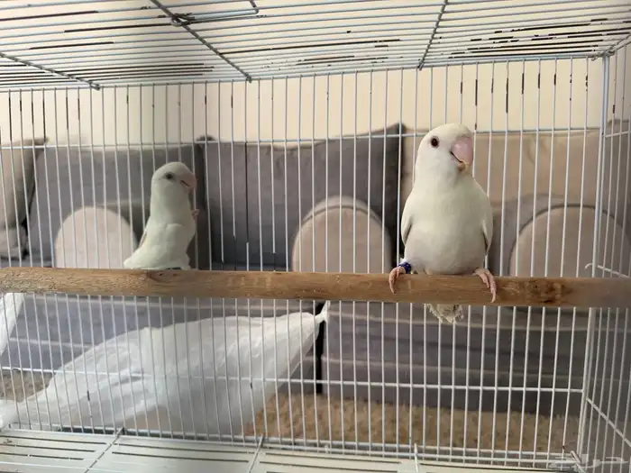 جوز روز البينو منتج شرط 0