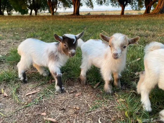 ماعز قزم معاها 2 جفار (اناثي) 3