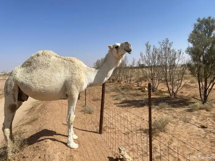 ناقه ضريبه نظيف شبب 1