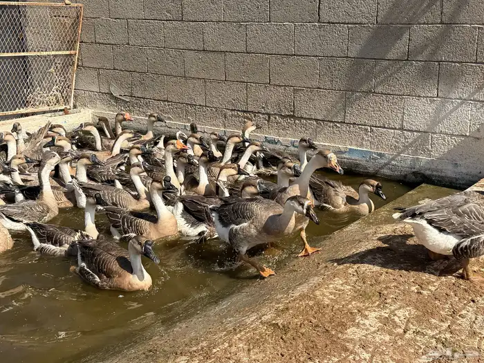 وز عراقي اصل 4