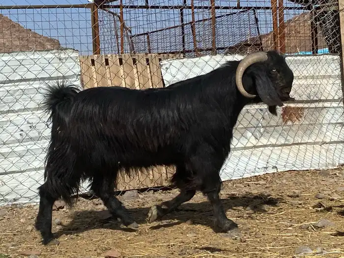 تيس قبرصي صنف اسود فحل فاخر 0