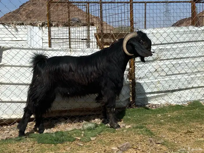 تيس قبرصي صنف اسود فحل فاخر 9