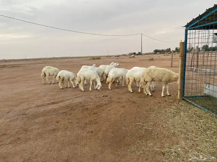 رخال حريات 4