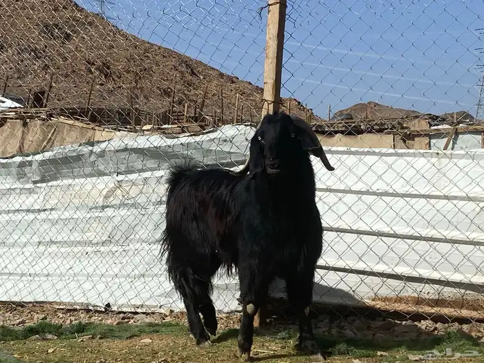 تيس قبرصي صنف اسود فحل فاخر 18