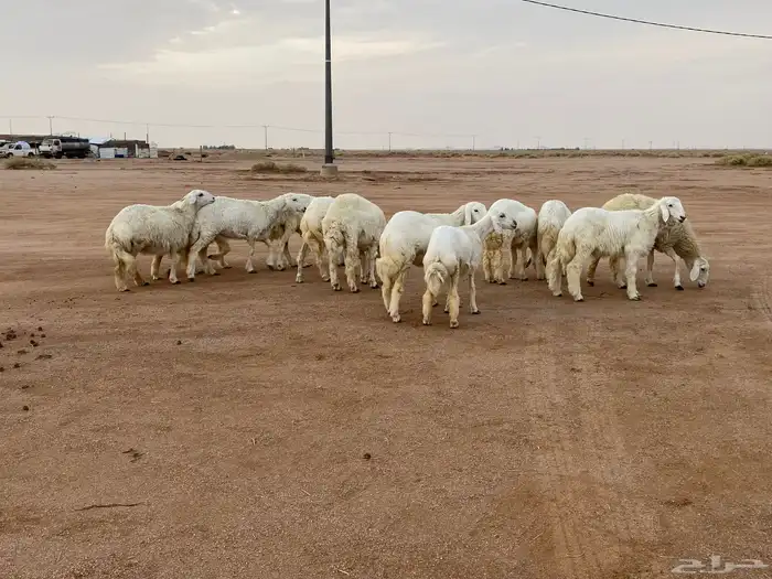 رخال حريات 0