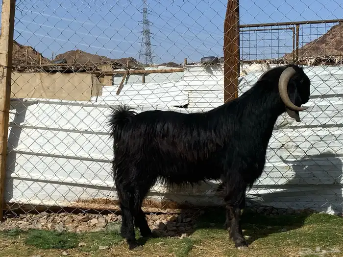 تيس قبرصي صنف اسود فحل فاخر 13