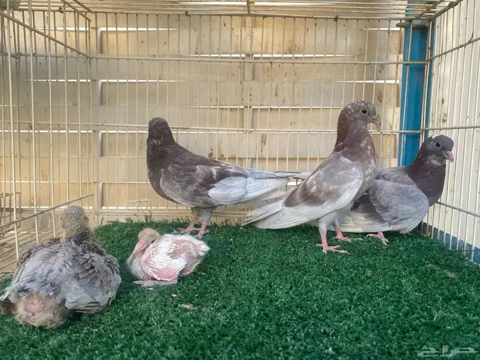 حمام صنعاوي اصايل 0