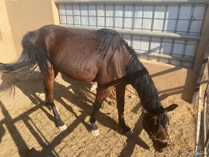 للبيع 2 أحصنه واحد سيسي البيع جمله او تفريد 8