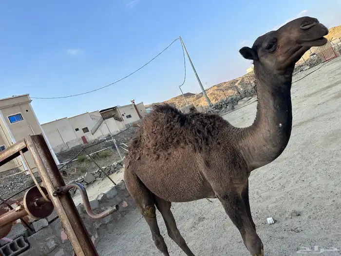 ثنين من القعدان بلديات 2