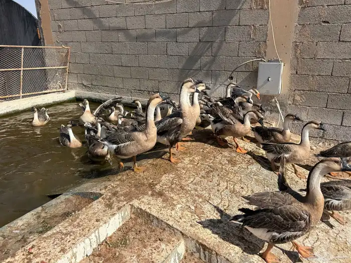 وز عراقي اصل 0